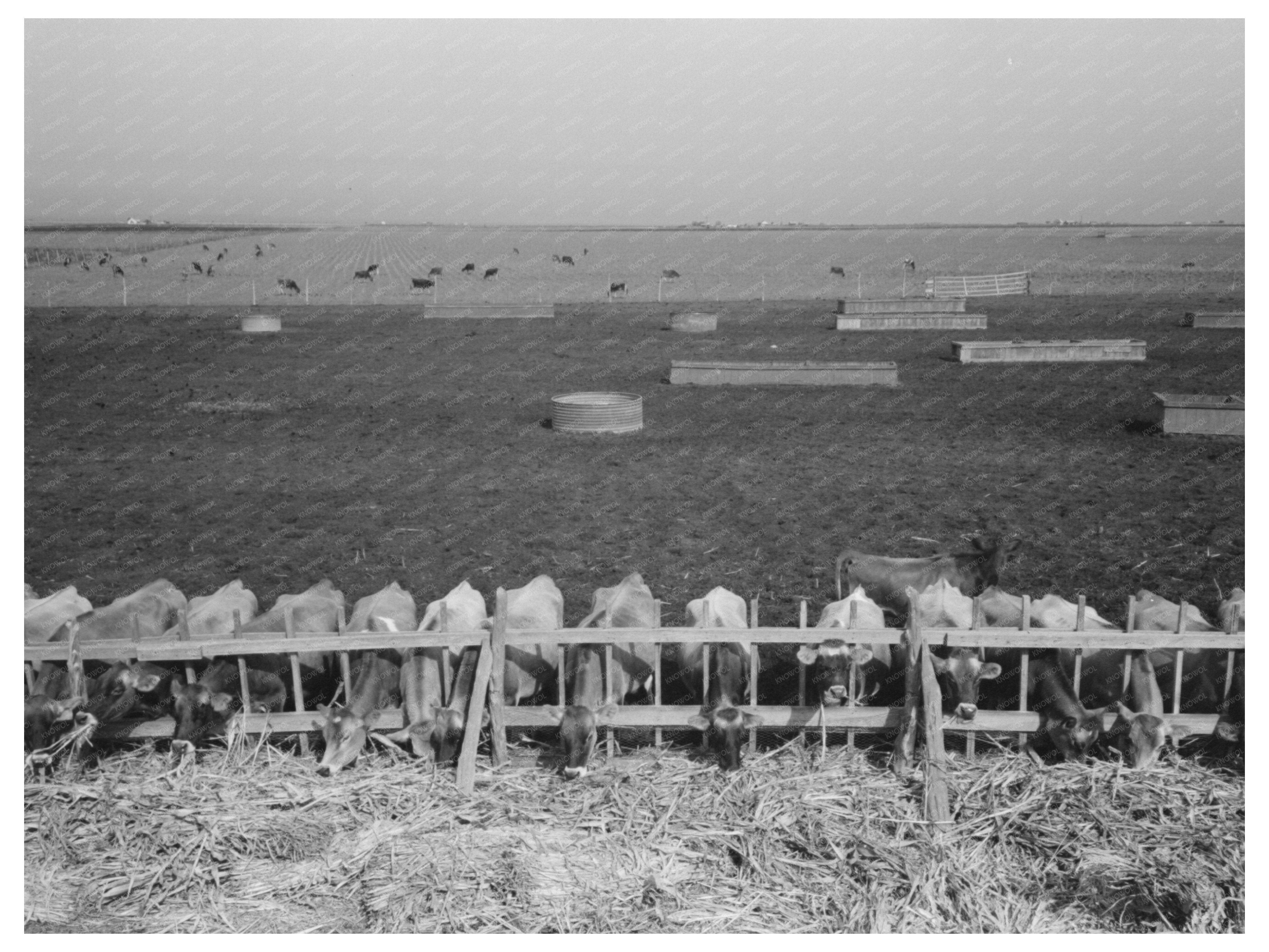 Mass Feeding of Cows Tom Green County Texas 1939