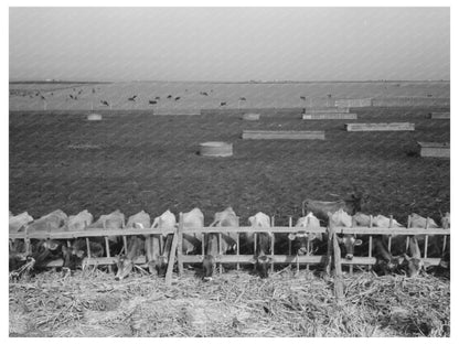 Mass Feeding of Cows Tom Green County Texas 1939