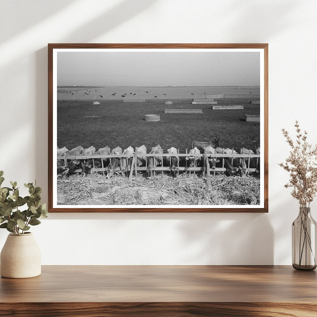 Mass Feeding of Cows Tom Green County Texas 1939