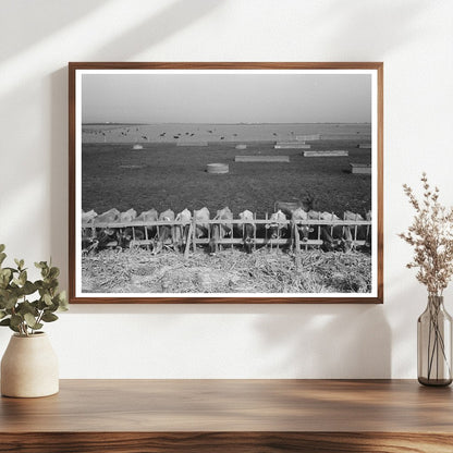 Mass Feeding of Cows Tom Green County Texas 1939