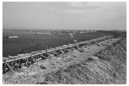 Vintage 1939 Photo of Cows Being Fed in Texas
