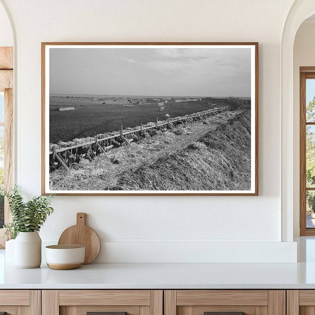 Vintage 1939 Photo of Cows Being Fed in Texas