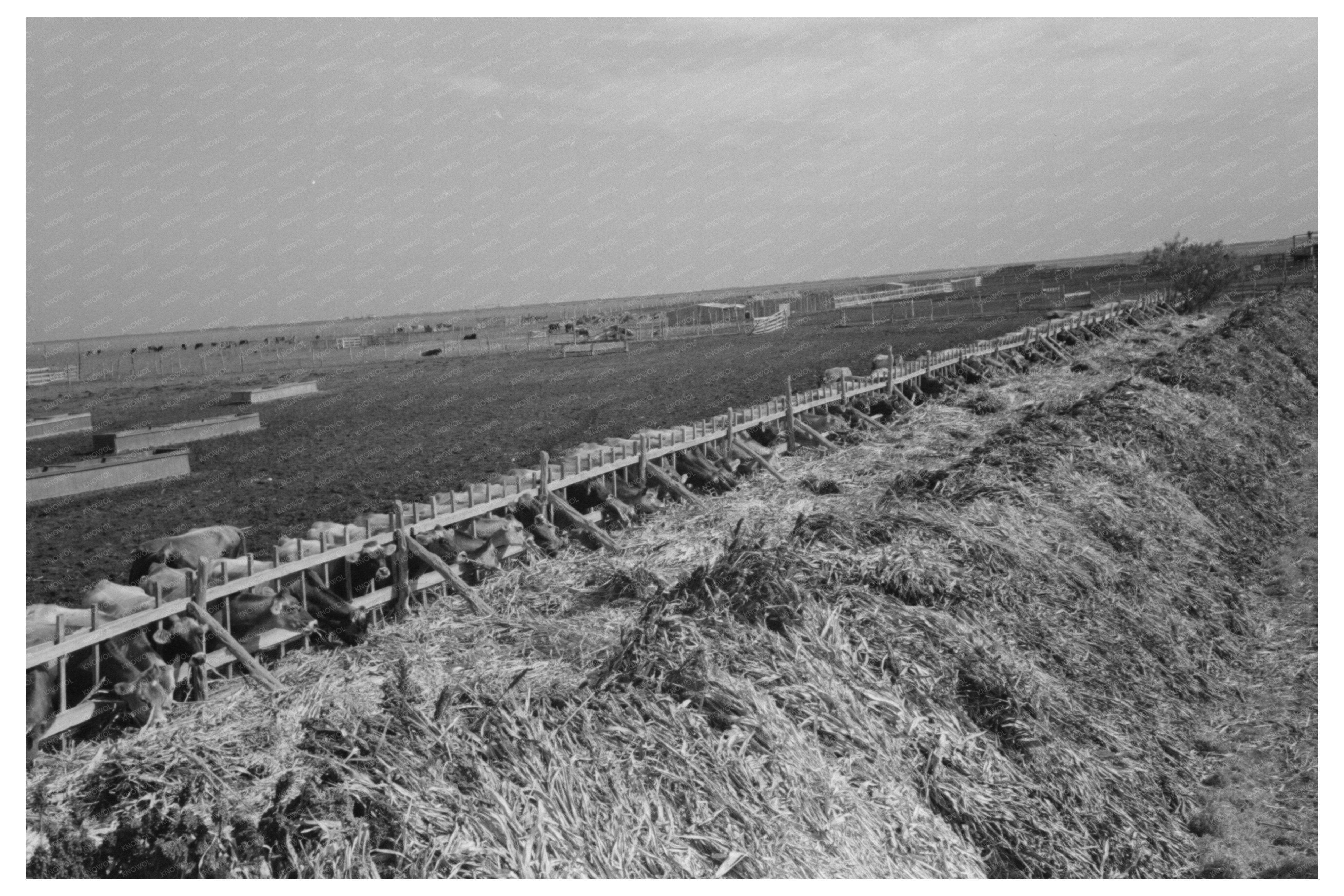 Mass Feeding of Cows in Tom Green County 1939