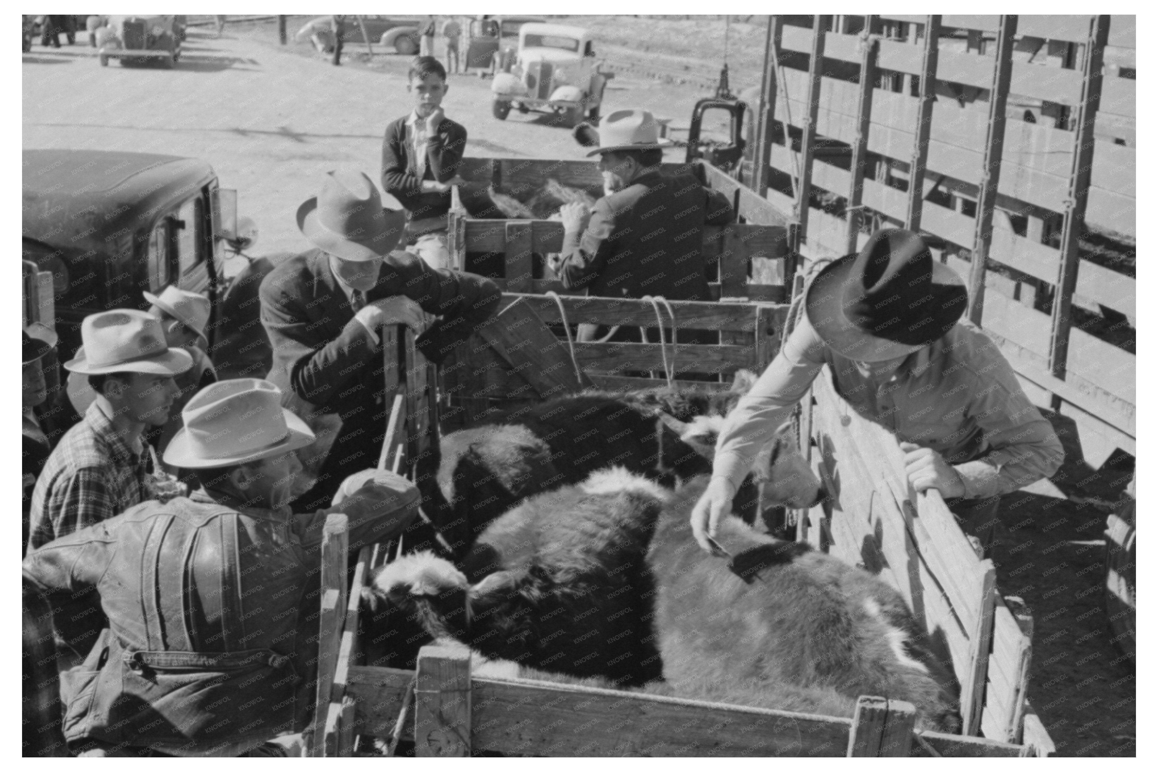 November 1939 Truckload of Cattle at San Angelo Stockyards