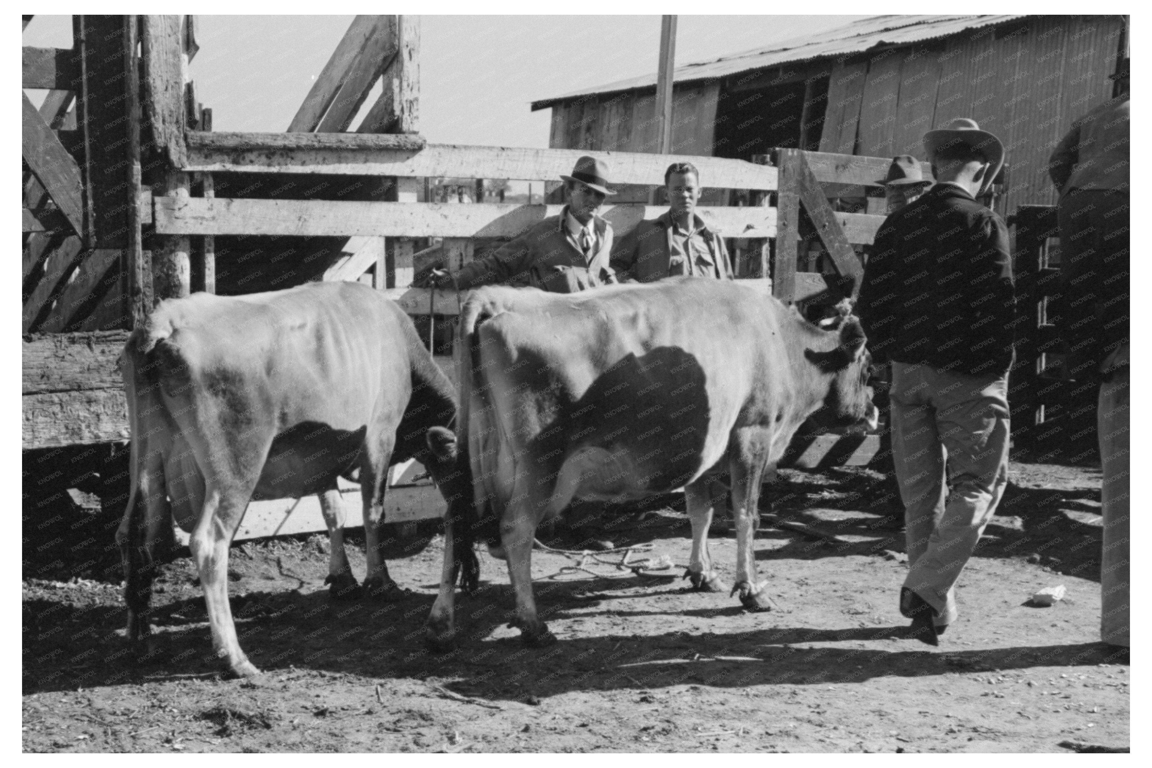 Cattle Check-In at San Angelo Auction Stockyards 1939