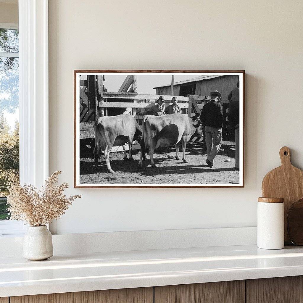 Cattle Check-In at San Angelo Auction Stockyards 1939