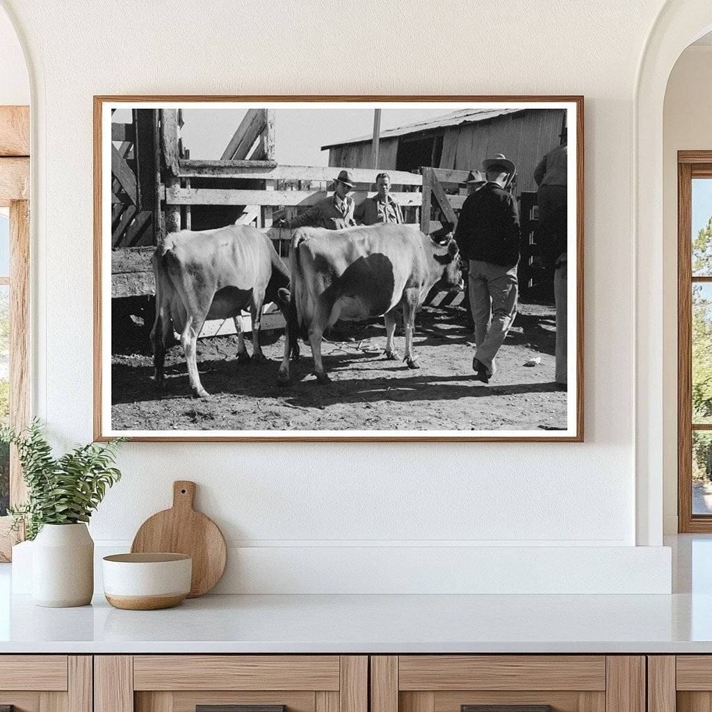 Cattle Check-In at San Angelo Auction Stockyards 1939