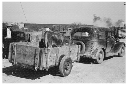 Cattle Transport to Auction San Angelo Texas November 1939