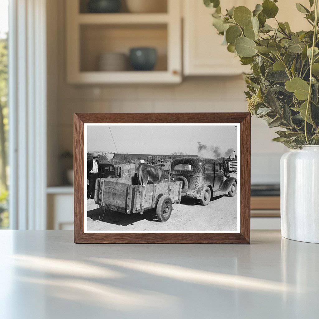 Cattle Transport to Auction San Angelo Texas November 1939