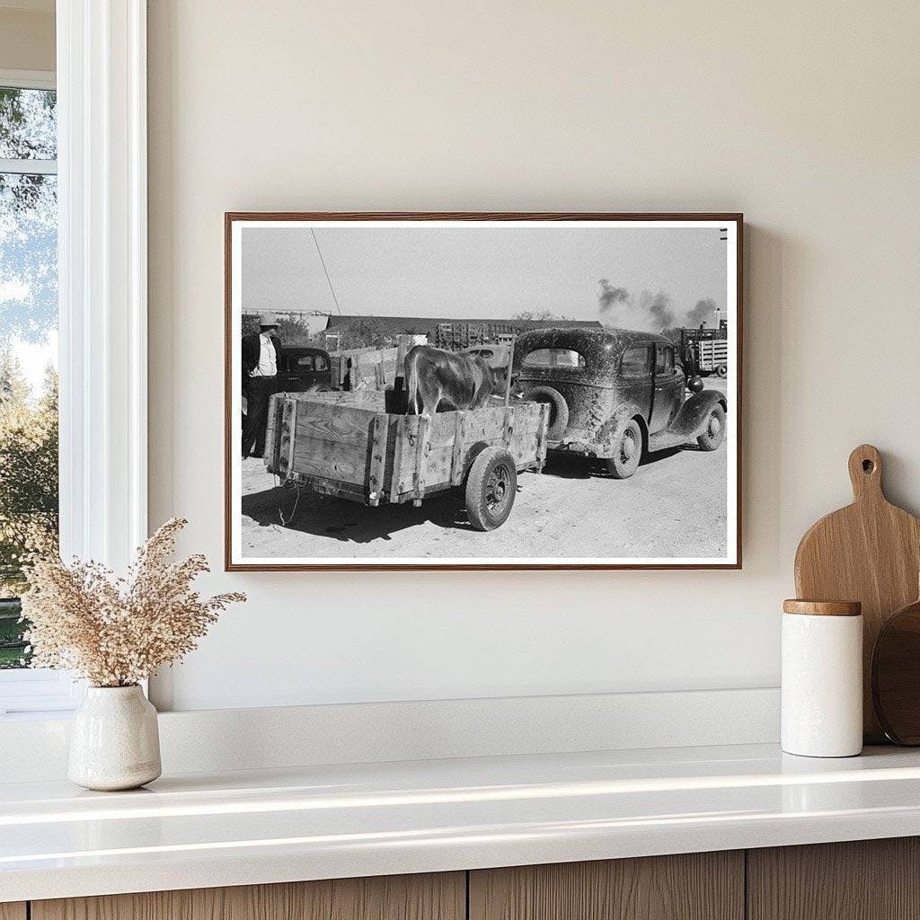 Cattle Transport to Auction San Angelo Texas November 1939