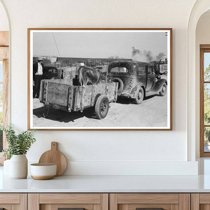 Cattle Transport to Auction San Angelo Texas November 1939