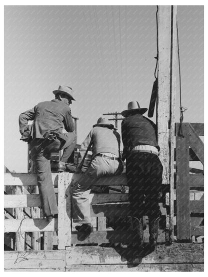 Cattlemen Examine Cattle at San Angelo Stockyards 1939