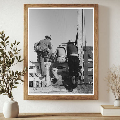 Cattlemen Examine Cattle at San Angelo Stockyards 1939