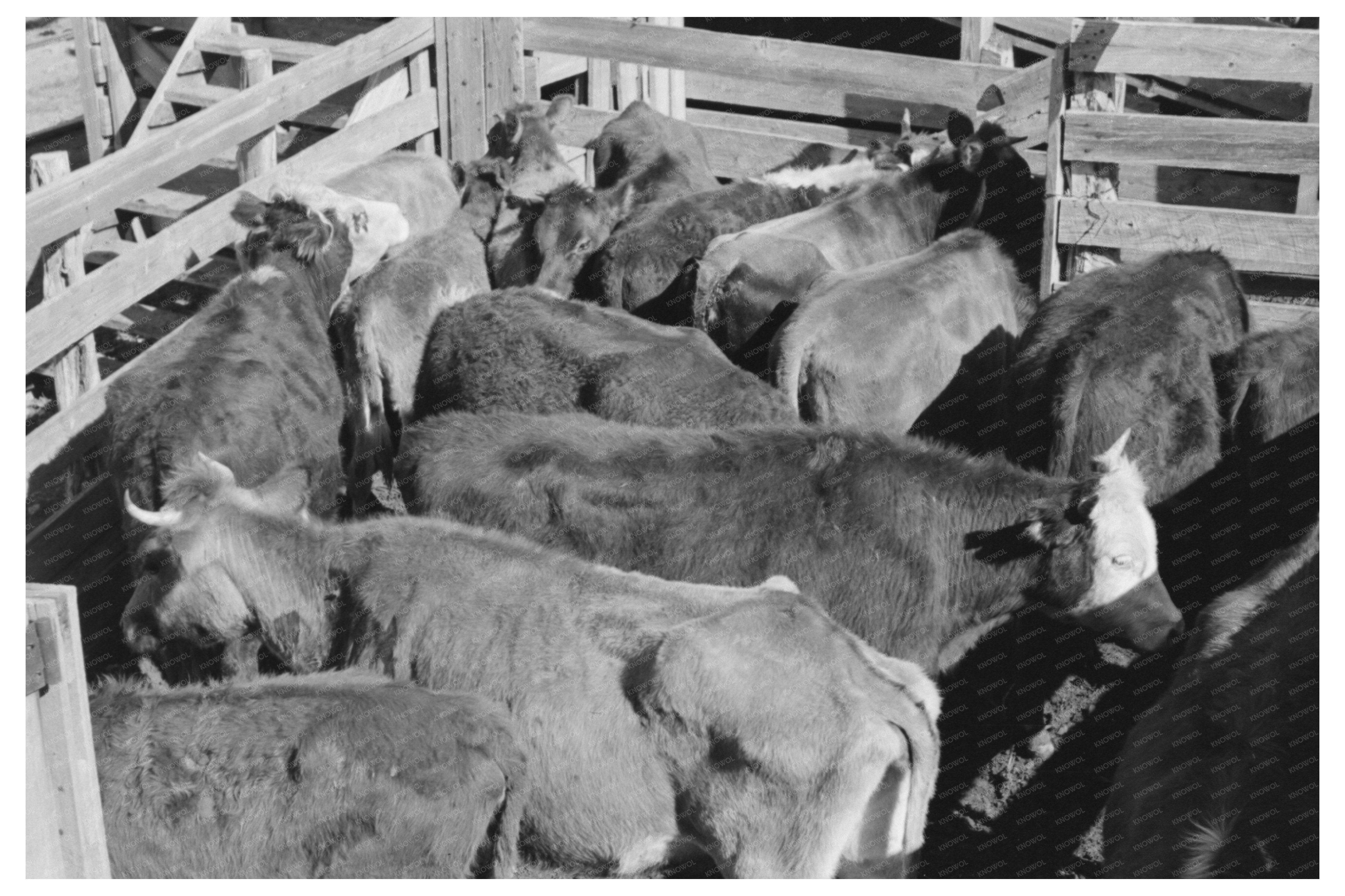 Cattle in San Angelo Stockyards Texas November 1939