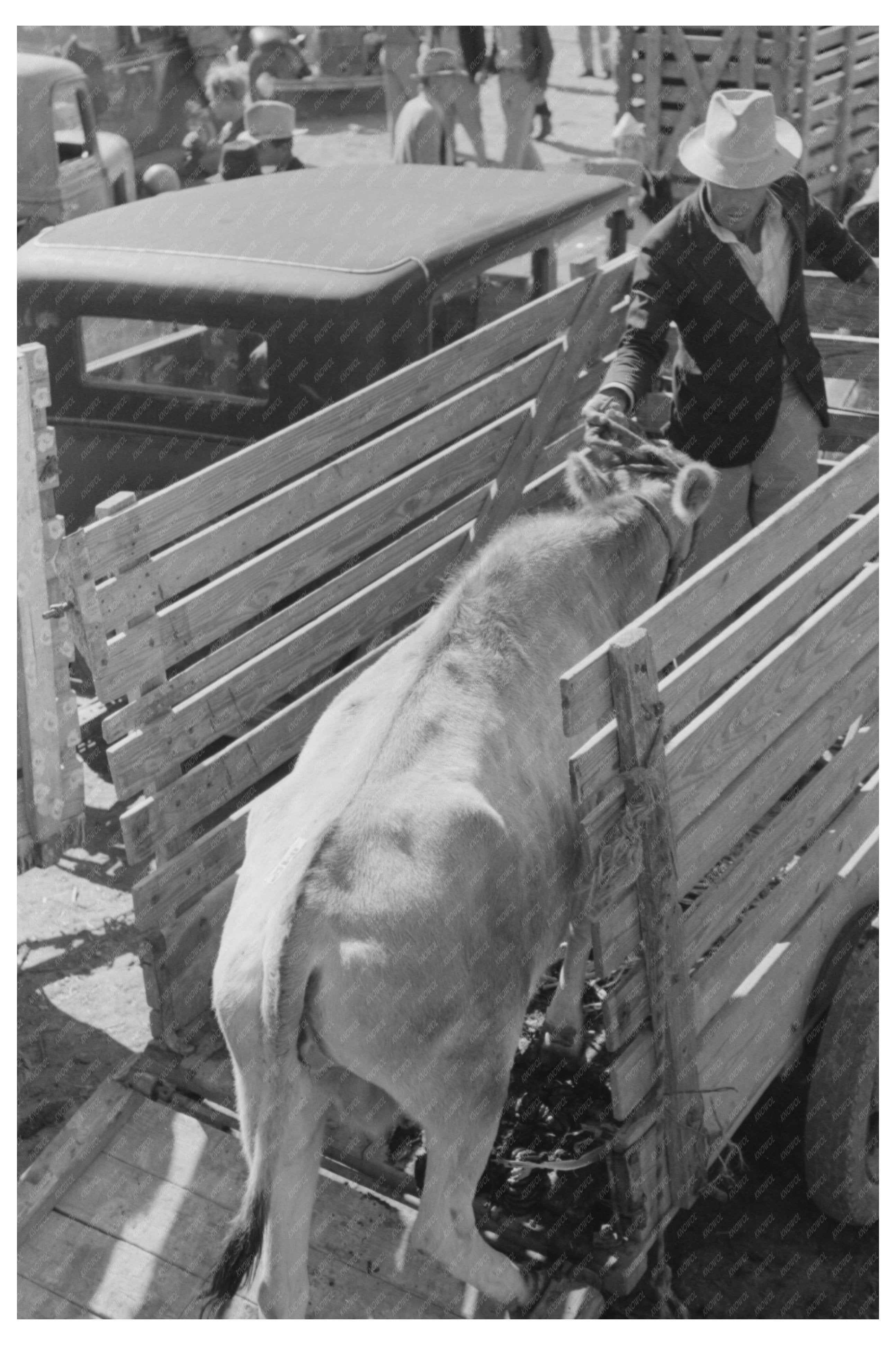 Unloading a Cow at San Angelo Stockyards 1939