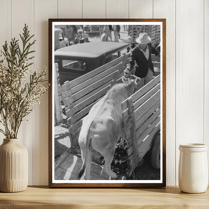 Unloading a Cow at San Angelo Stockyards 1939