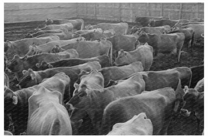 Jersey Cows at Tom Green County Dairy Farm 1939