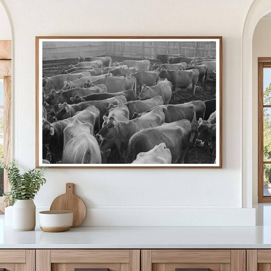 Jersey Cows at Tom Green County Dairy Farm 1939