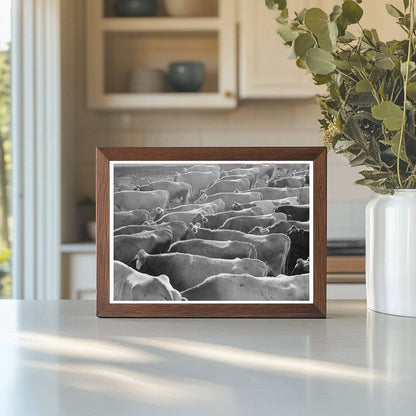 Jersey Cows at Dairy Farm Tom Green County Texas 1939