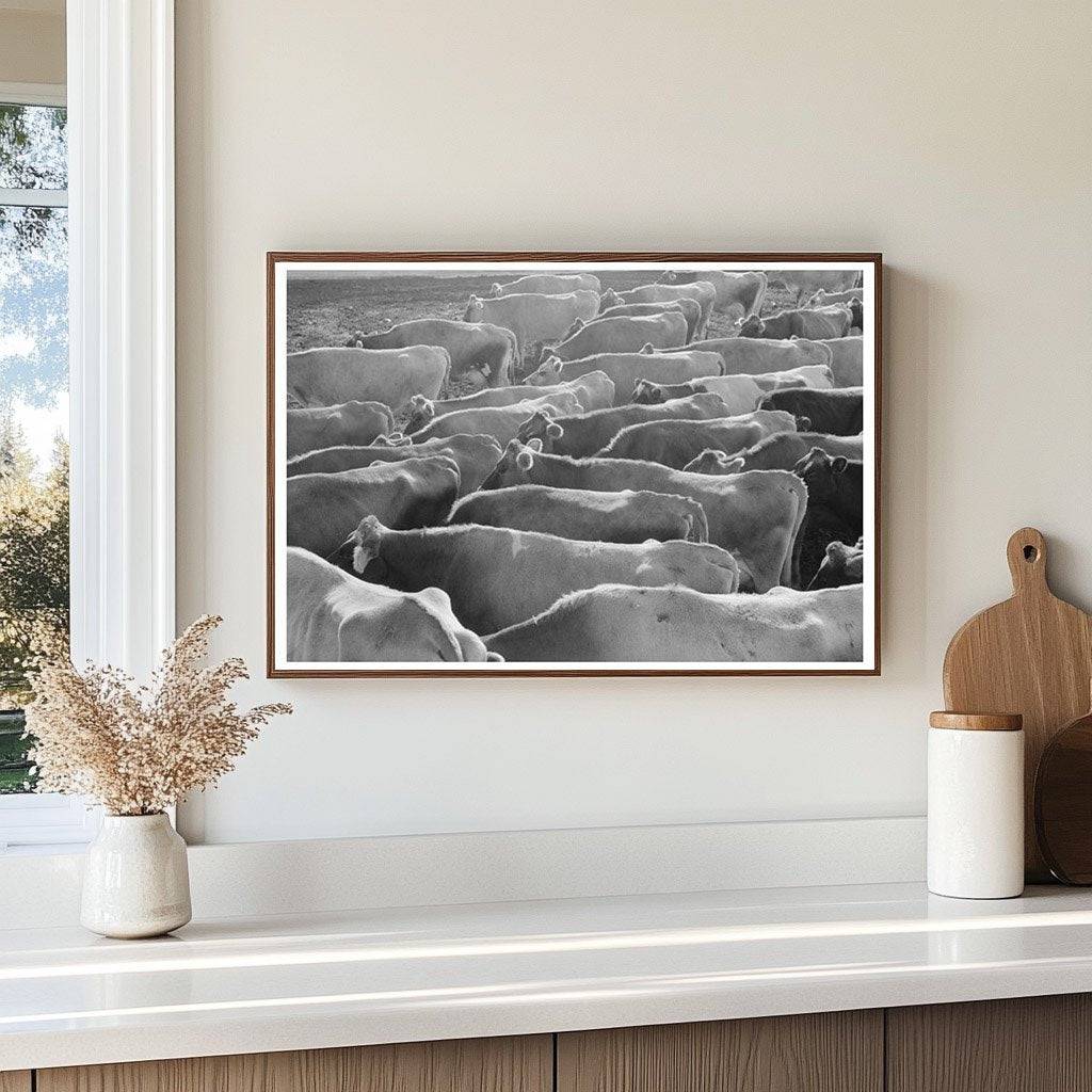 Jersey Cows at Dairy Farm Tom Green County Texas 1939