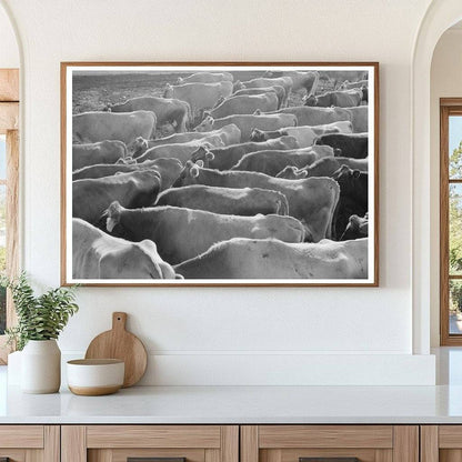 Jersey Cows at Dairy Farm Tom Green County Texas 1939