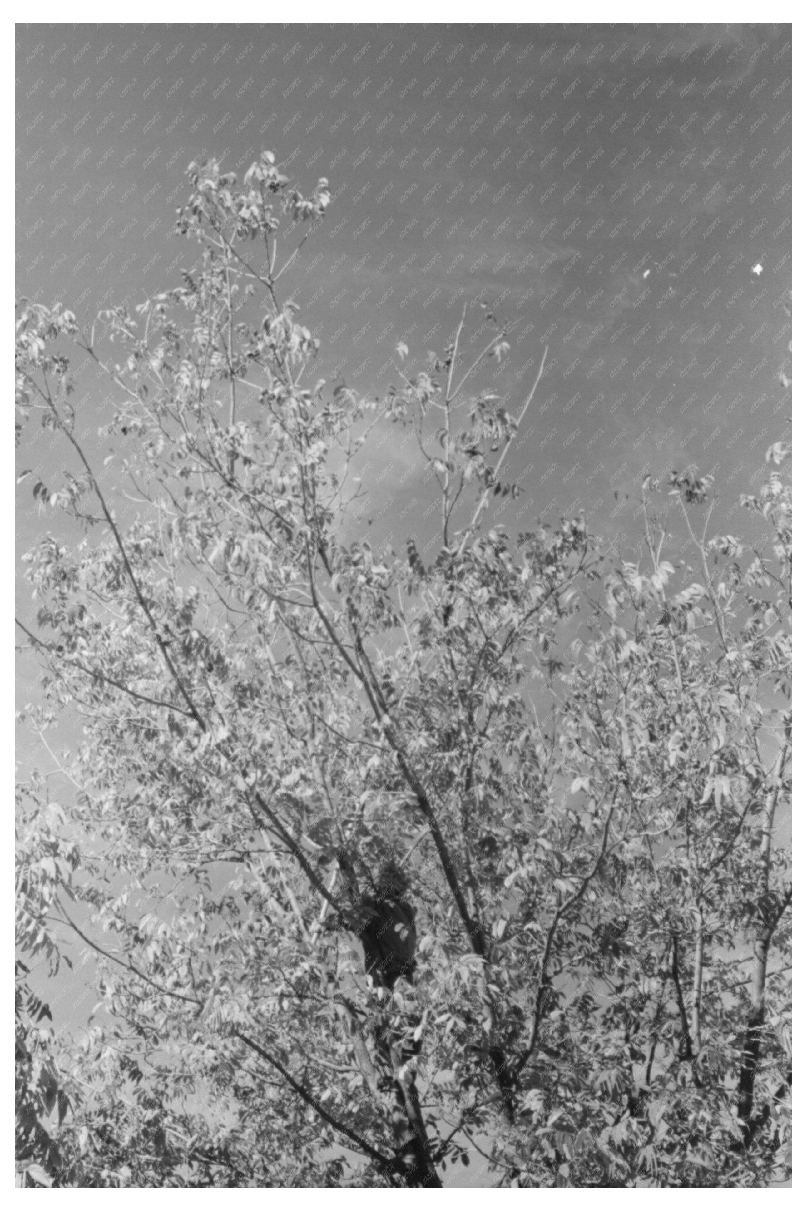 Rural Scene of Pecan Harvesting San Angelo Texas 1939