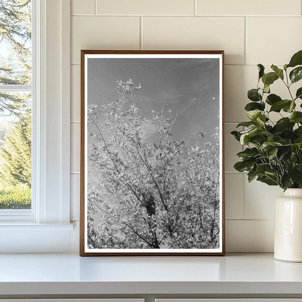 Rural Scene of Pecan Harvesting San Angelo Texas 1939