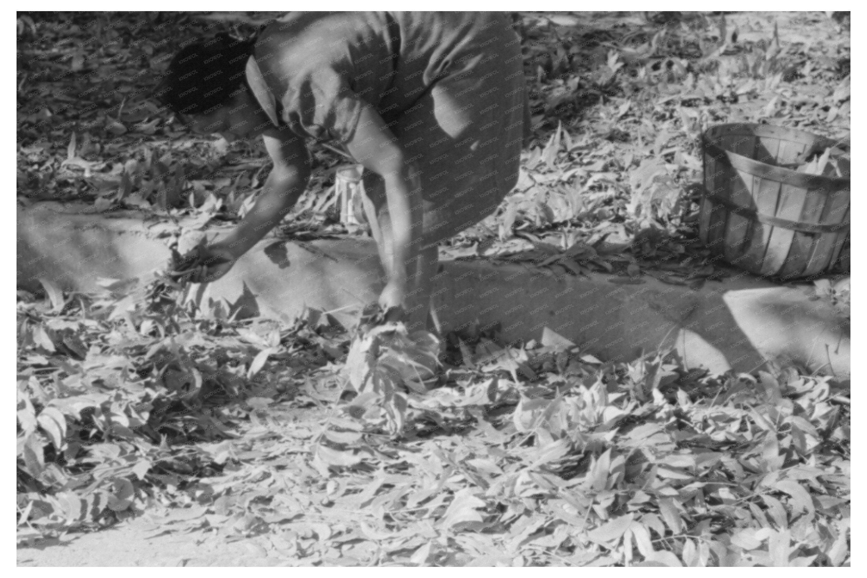 Pecan Harvesting in San Angelo Texas November 1939