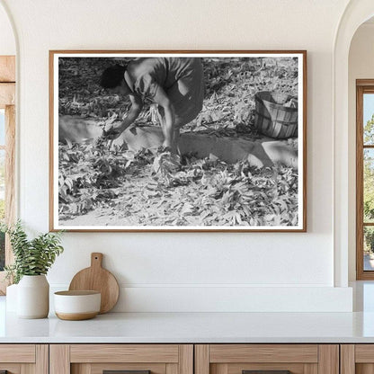 Pecan Harvesting in San Angelo Texas November 1939