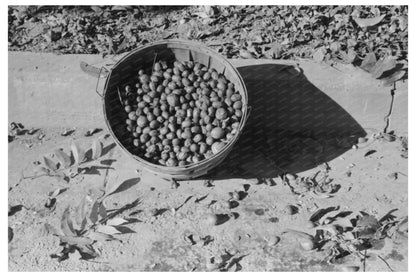 Pecans Basket in San Angelo Texas November 1939