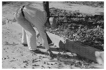 Pecan Harvest in San Angelo Texas November 1939