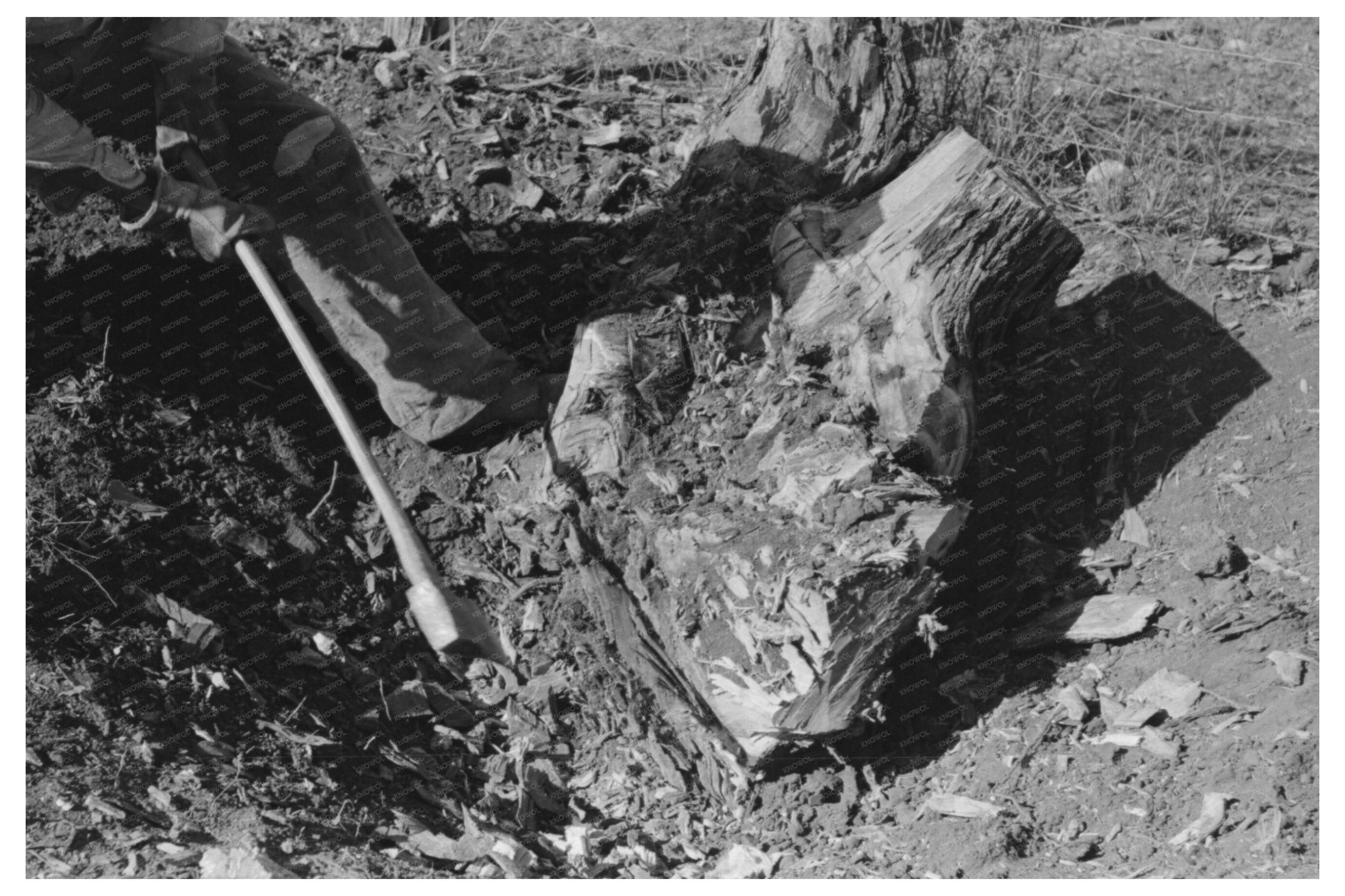 Mesquite Stump Removal for Truck Farming Texas 1939