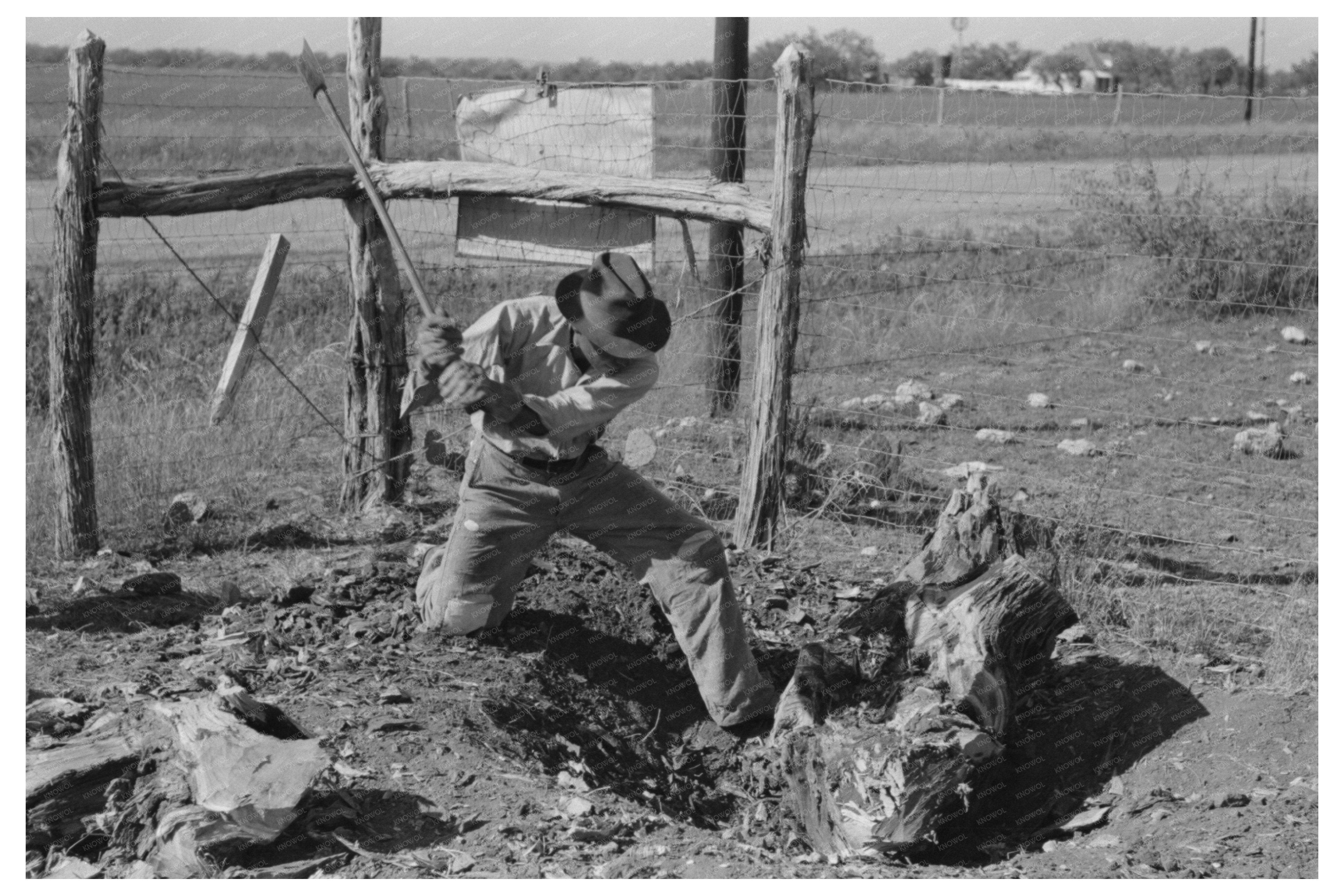 Mesquite Stump Removal for Truck Farming in Texas 1939