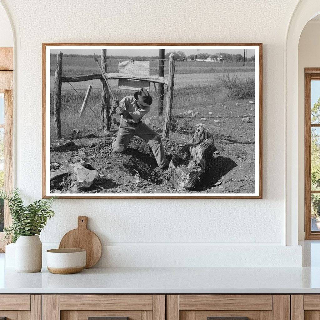 Mesquite Stump Removal for Truck Farming in Texas 1939