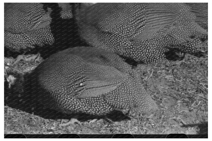 Guinea Hens on Pomp Halls Farm Creek County 1940