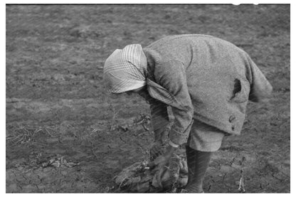 Woman Pulling Turnips in Creek County Oklahoma 1940
