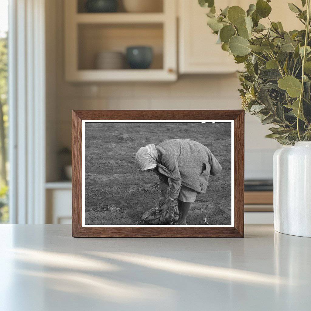 Woman Pulling Turnips in Creek County Oklahoma 1940