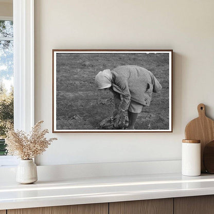 Woman Pulling Turnips in Creek County Oklahoma 1940