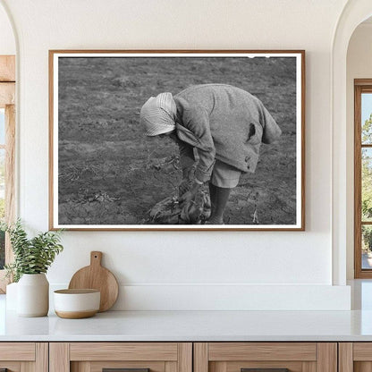 Woman Pulling Turnips in Creek County Oklahoma 1940