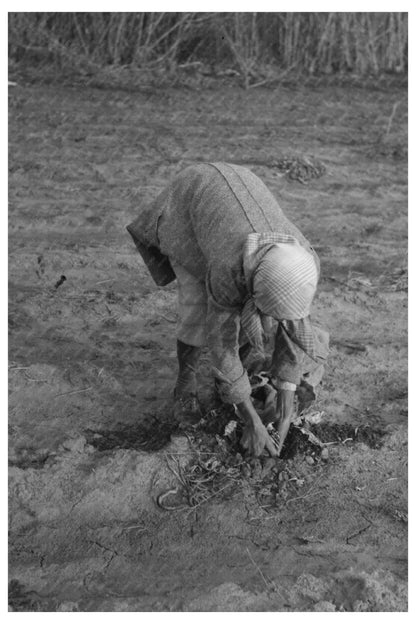 Wife of Tenant Farmer Pulling Turnips Oklahoma 1940