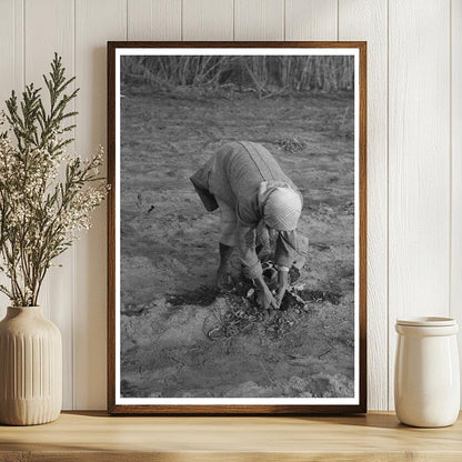 Wife of Tenant Farmer Pulling Turnips Oklahoma 1940