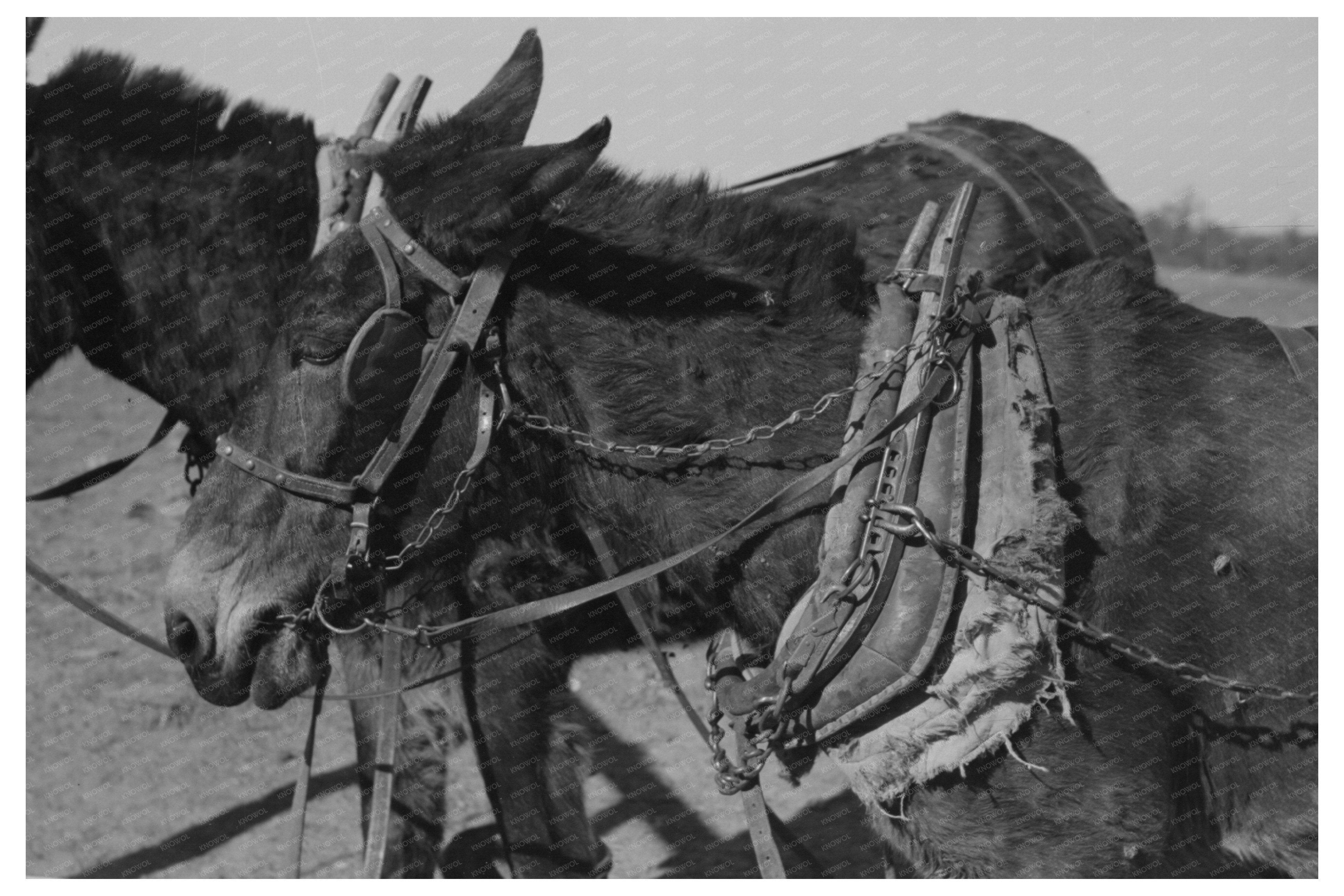 Mules at Pomp Hall Oklahoma February 1940 Agricultural Practices