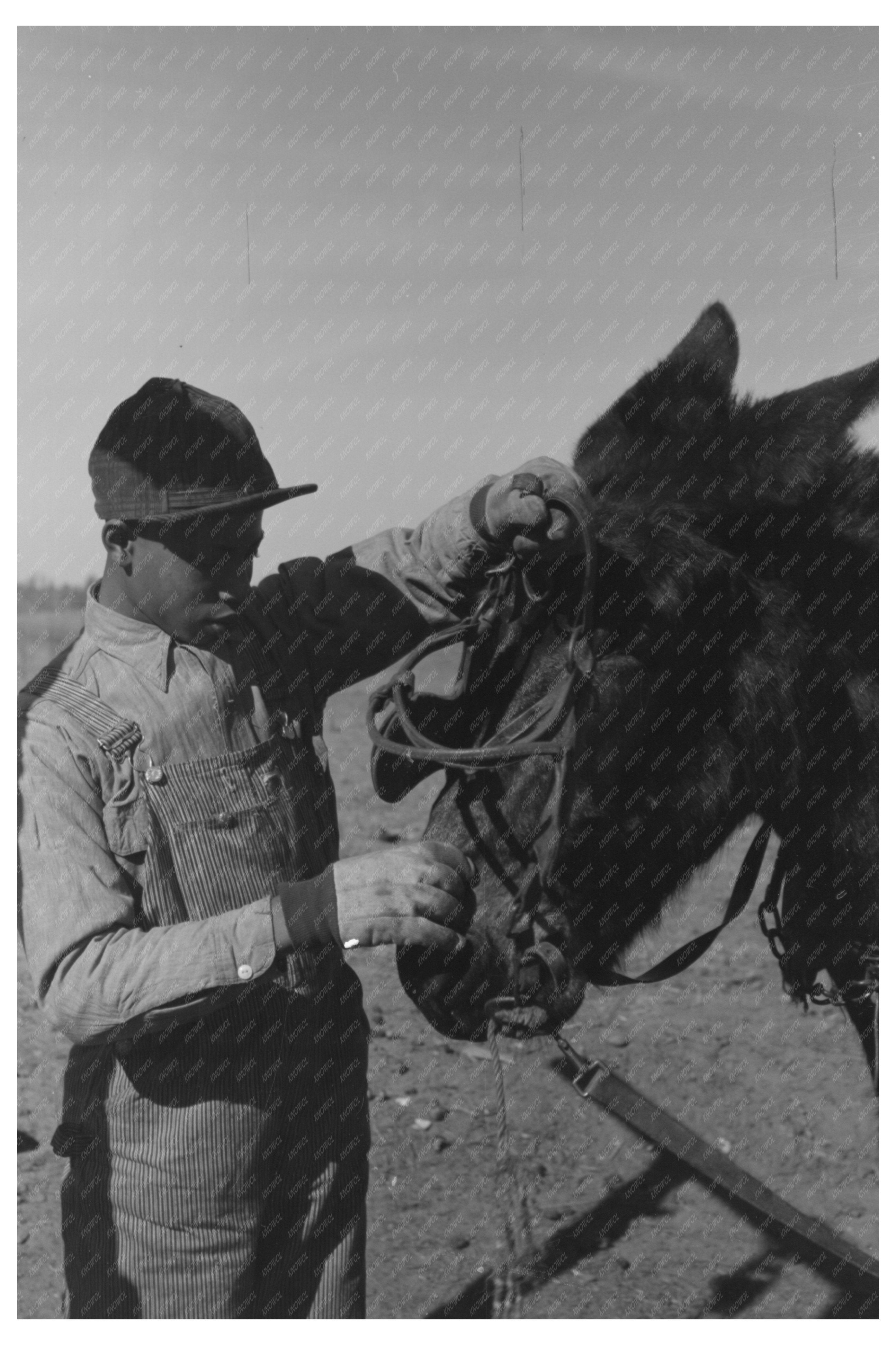 African American Child Unharnessing Mule Farm Oklahoma 1944