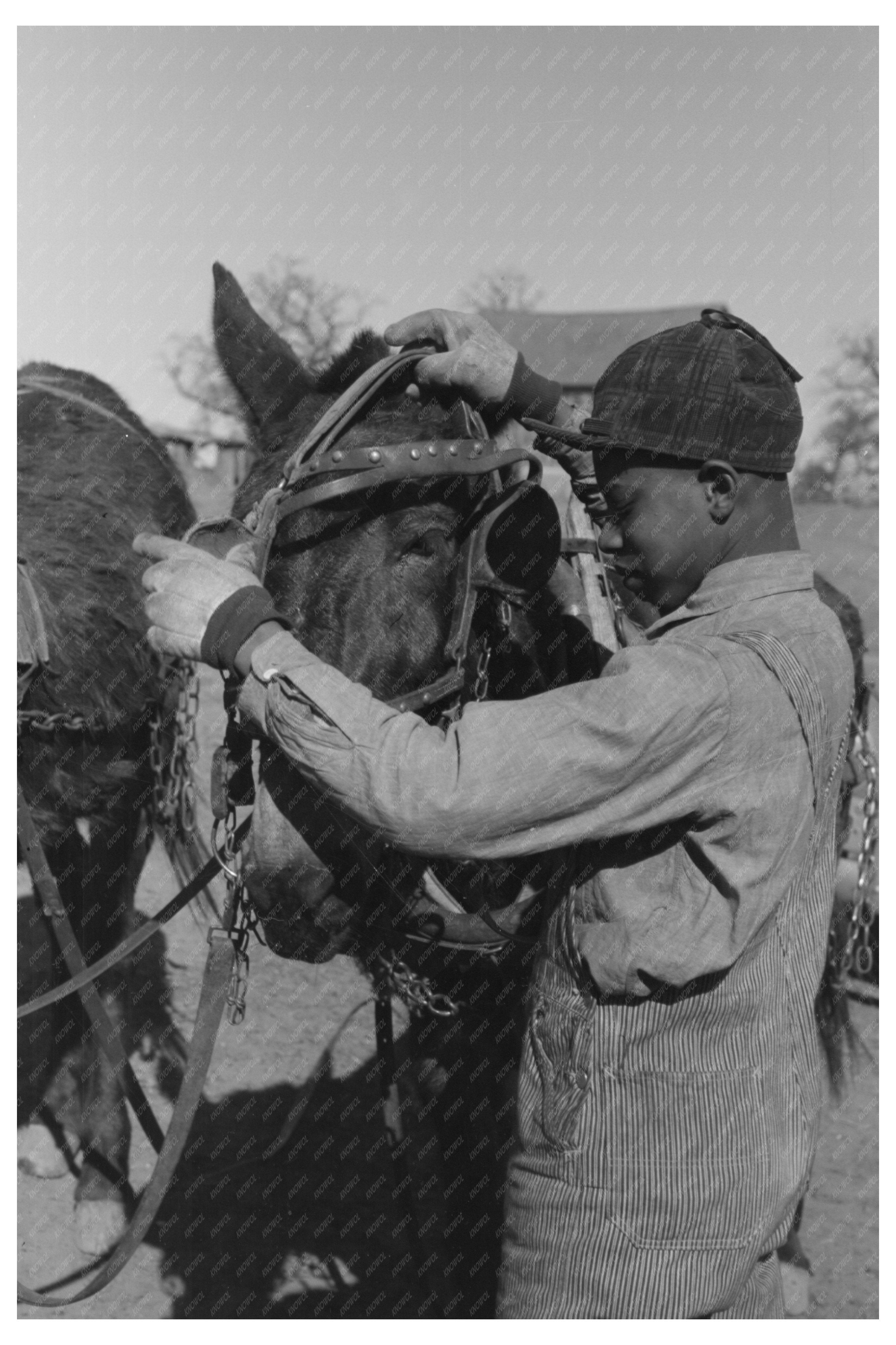 Young Boy Unharnessing Mule on Farm Oklahoma 1944