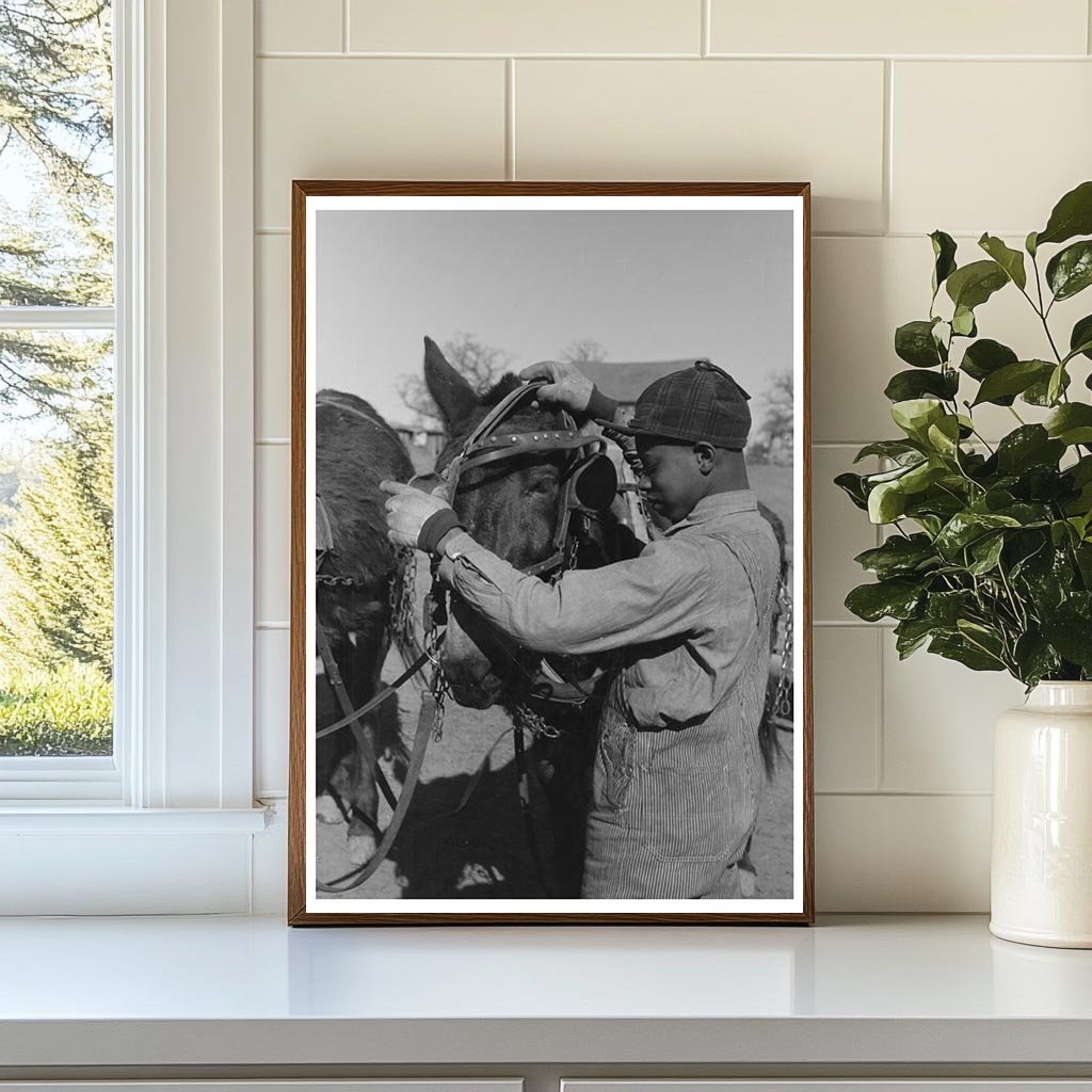 Young Boy Unharnessing Mule on Farm Oklahoma 1944