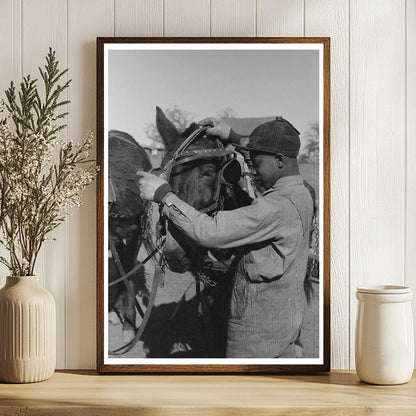 Young Boy Unharnessing Mule on Farm Oklahoma 1944