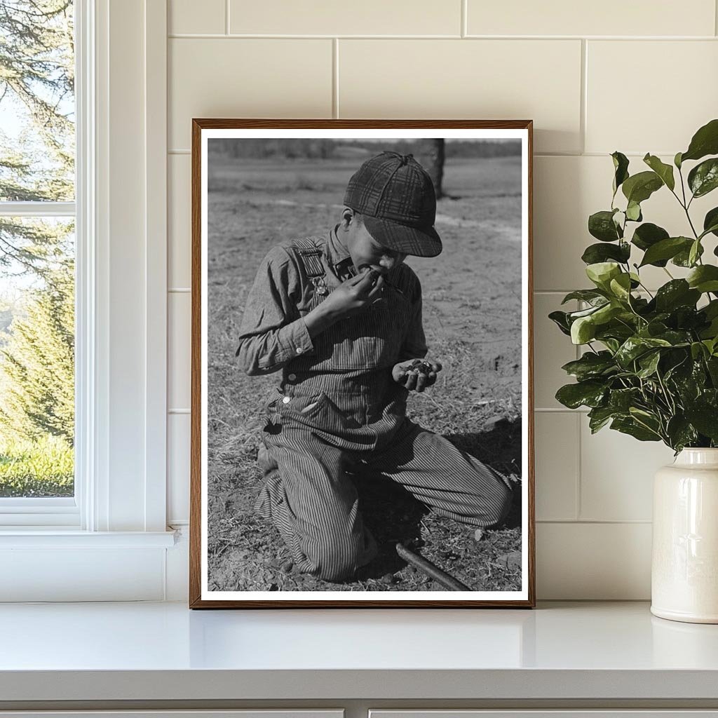 African American Boy Eating Black Walnuts February 1944