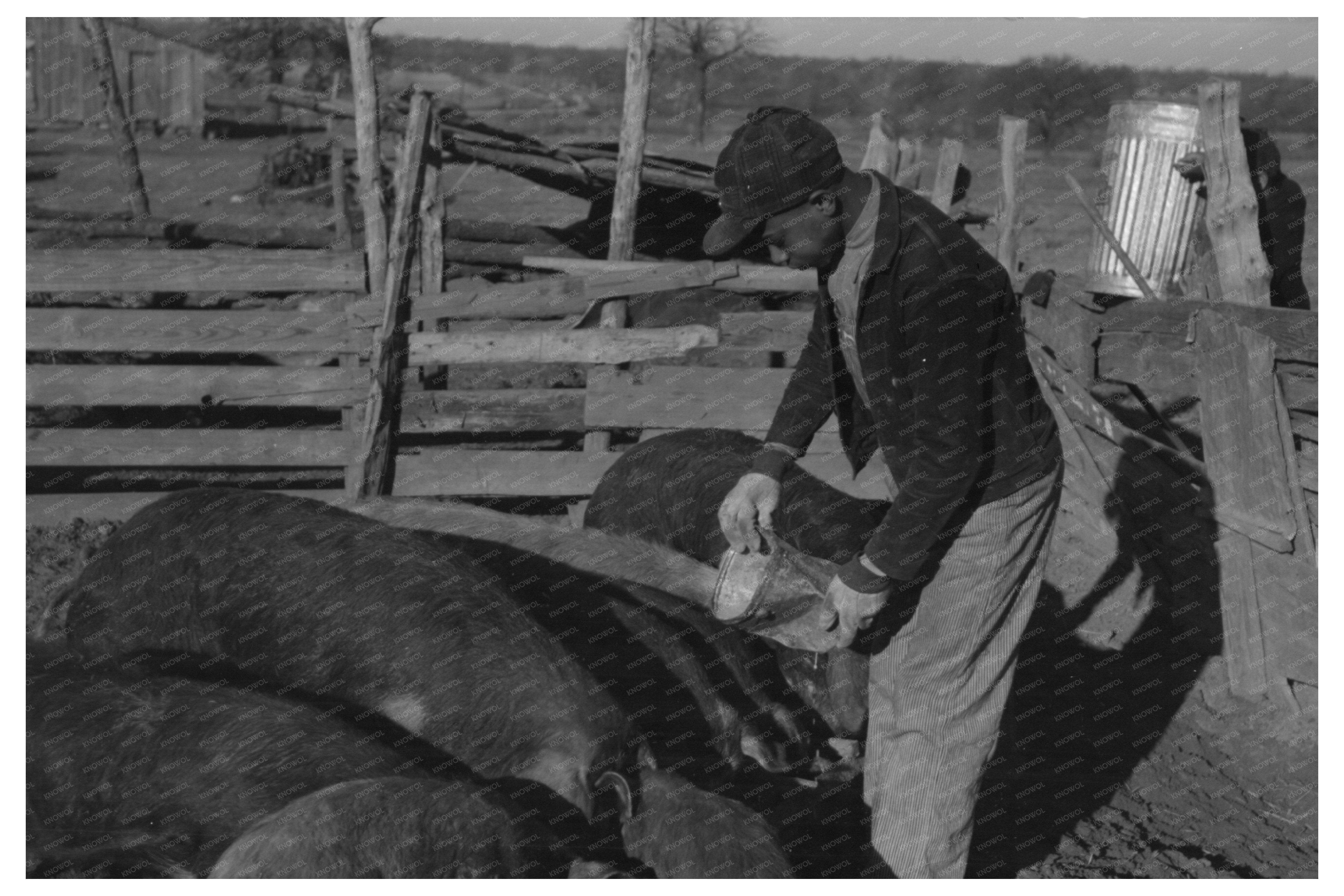 Young Boy Eating Black Walnuts on Oklahoma Farm 1940