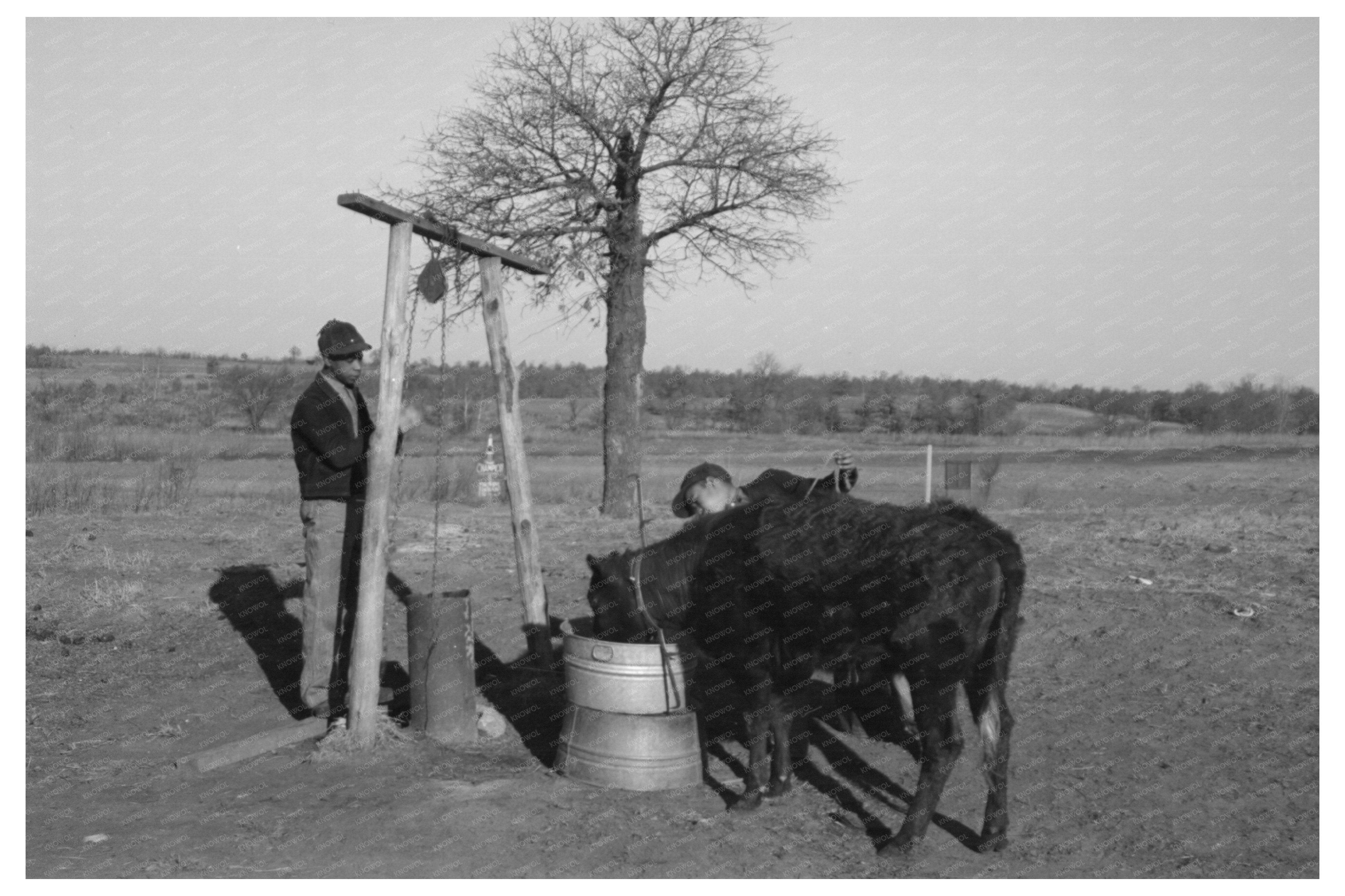 Tenant Farmer with Calf in Oklahoma February 1944