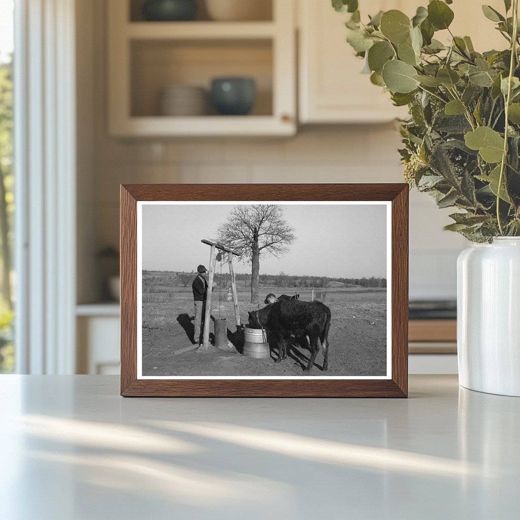 Tenant Farmer with Calf in Oklahoma February 1944